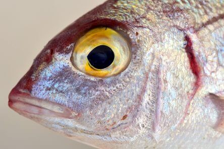 ryb oczu urine smelling fishy akwariowych zakaenie objawy leczenie smell pee