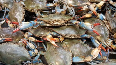How To Keep Blue Crabs Alive Catch And Fillet,Hinoki Cypress Crippsii
