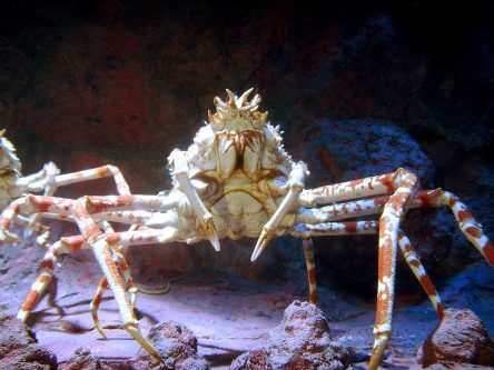 Spider Crabs Can You Eat How To Catch Catch And Fillet